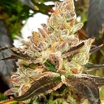 Lemonaid Sherbet (Dank Genetics Seeds) Cannabis Seeds