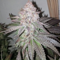 Atomic Sherbet (Dank Genetics Seeds) Cannabis Seeds