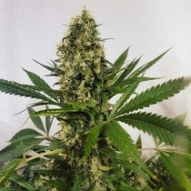 Freedom Haze (Freedom Of Seeds) Cannabis Seeds