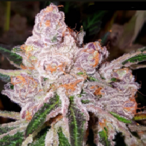 Purple Sunset (Dank Genetics Seeds) Cannabis Seeds