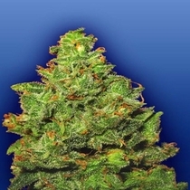 Edelweiss (Flying Dutchmen Seeds) Cannabis Seeds