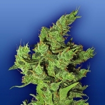 Amsterdam Mist  (Flying Dutchmen Seeds) Cannabis Seeds