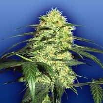 Dutch Delight (Flying Dutchmen Seeds) Cannabis Seeds