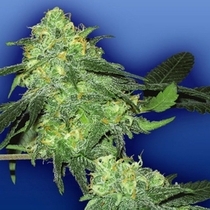 Skunk Classic (Flying Dutchmen Seeds) Cannabis Seeds