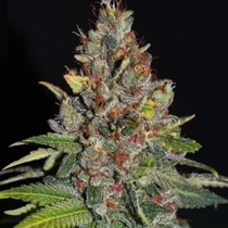 Tropical Punch Feminised (G13 Labs Seeds) Cannabis Seeds