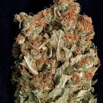 Don Amnesia Feminised (Don Avalanche Seeds) Cannabis Seeds