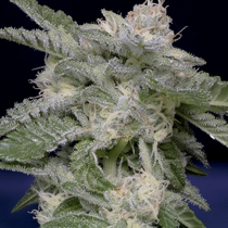 Don Critical Crack Feminised (Don Avalanche Seeds) Cannabis Seeds
