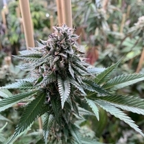 Super Petrol Regular (Mosca Seeds) Cannabis Seeds