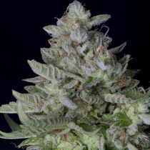 Don Do Si Dos Feminised (Don Avalanche Seeds) Cannabis Seeds