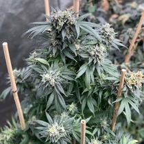 Midnight Special Regular (Mosca Seeds) Cannabis Seeds