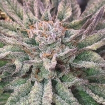 Crypto Regular (Mosca Seeds) Cannabis Seeds