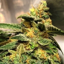 Animal Jam Regular (Mosca Seeds) Cannabis Seeds