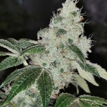 Sowah sherbert (Pheno Finder Seeds) Cannabis Seeds