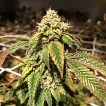 Blue Sherbalato (Pheno Finder Seeds) Cannabis Seeds