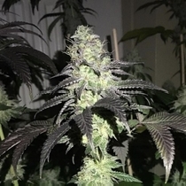 Do Z Dos (Pheno Finder Seeds) Cannabis Seeds