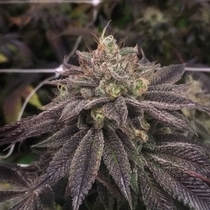 StarCake (PhenoFinders x Royal Resin) (Pheno Finder Seeds) Cannabis Seeds