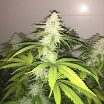 Simple Wedding Cake S1 (Pheno Finder Seeds) Cannabis Seeds