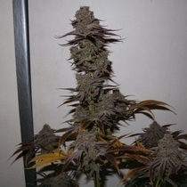 Purple Strawberry Sherbert (Pheno Finder Seeds) Cannabis Seeds