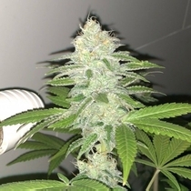 Lemon Sherbert (Pheno Finder Seeds) Cannabis Seeds