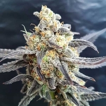 Godberry (Freedom Of Seeds) Cannabis Seeds