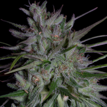 Don Girl Scout Cookies (Don Avalanche Seeds) Cannabis Seeds