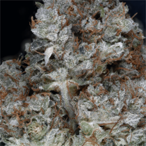 Don Gorilla Glue (Don Avalanche Seeds) Cannabis Seeds