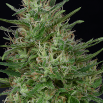 Don Green Crack (Don Avalanche Seeds) Cannabis Seeds