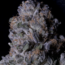 Don Purple Dick (Don Avalanche Seeds) Cannabis Seeds