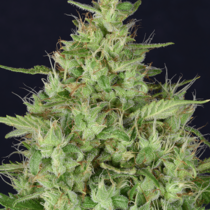 Don Star Dawg (Don Avalanche Seeds) Cannabis Seeds