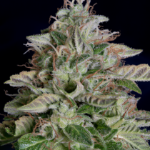 Don Megalodon (Don Avalanche Seeds) Cannabis Seeds