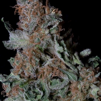 Don Blueberry Cookies (Don Avalanche Seeds) Cannabis Seeds