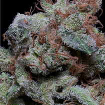 Don Cherrypie (Don Avalanche Seeds) Cannabis Seeds
