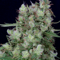 Don Grateful Chemdawg (Don Avalanche Seeds) Cannabis Seeds
