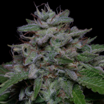 Don Do Si Glue (Don Avalanche Seeds) Cannabis Seeds