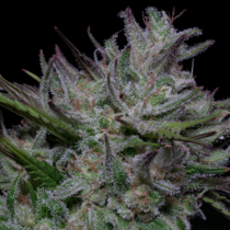 Don Do Si Cookies (Don Avalanche Seeds) Cannabis Seeds