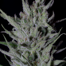 Don Do Si Punch (a.k.a. Slurricane) (Don Avalanche Seeds) Cannabis Seeds