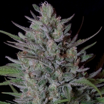 Don Biscotti (Don Avalanche Seeds) Cannabis Seeds