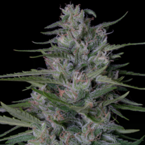 Don Bruce Banner (Don Avalanche Seeds) Cannabis Seeds