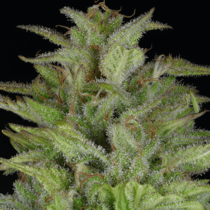 Don Gelato Auto (Don Avalanche Seeds) Cannabis Seeds