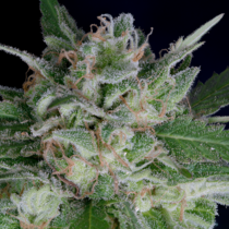 Don OG Kush Auto (Don Avalanche Seeds) Cannabis Seeds
