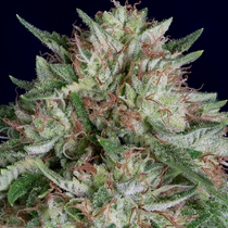 Don AK Auto (Don Avalanche Seeds) Cannabis Seeds