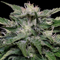 Don Blueberry Auto (Don Avalanche Seeds) Cannabis Seeds