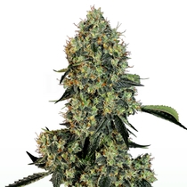 OG Kush (White Label Seeds) Cannabis Seeds