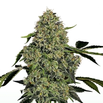 OG Kush Auto (White Label Seeds) Cannabis Seeds