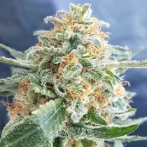 Hash Lover (Freedom Of Seeds) Cannabis Seeds