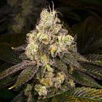 Double Cross Regular  (Archive Seedbank) Cannabis Seeds
