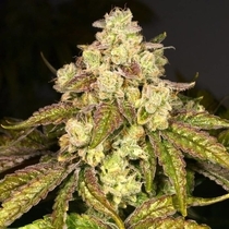 Fritter Licker Regular (Archive Seedbank) Cannabis Seeds