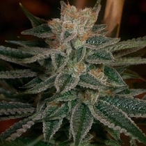 Race Fuel Regular (Archive Seedbank) Cannabis Seeds