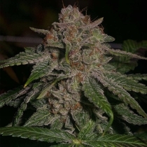 Oregon Lemons Regular (Archive Seedbank) Cannabis Seeds
