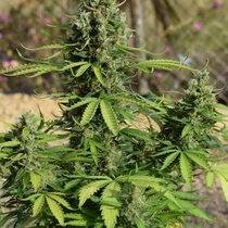 Jack Auto (Freedom Of Seeds) Cannabis Seeds